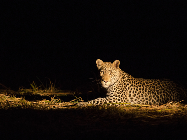Machaba Safari Packages Classic Botswana Package Highlightimage Ngoma Safari Bliss Machaba Safari Packages Classic Botswana Package Highlightimage Ngoma Safari Bliss