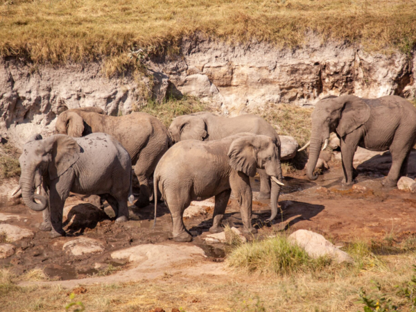 Best Hwange Deteema Springs Zimbabwe Elephants Best Hwange Deteema Springs Zimbabwe Elephants