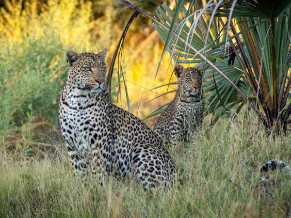 Machaba-south-african-season-leopard.jpg Machaba South African Season Leopard