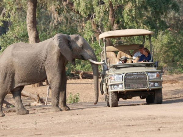 Machaba What To Expect Safari Close Encounters Machaba What To Expect Safari Close Encounters