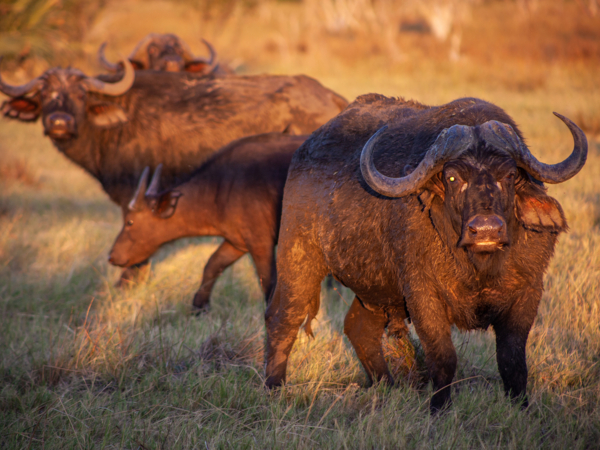 Machaba Safari Packages Classic Botswana Package Highlightimage Adernalin Rush Machaba Safari Packages Classic Botswana Package Highlightimage Adernalin Rush