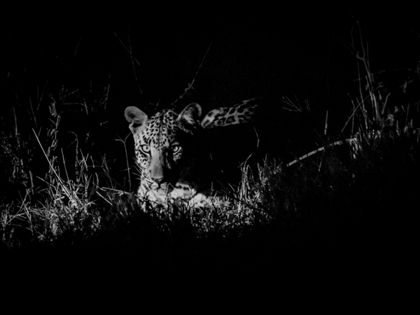 Machaba Gomoti Experience Safari Mvr 036 Machaba Gomoti Experience Safari Mvr 036