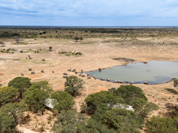 Machaba Zimbabwe Hwange Destination Elephants Wateringhole Machaba Zimbabwe Hwange Destination Elephants Wateringhole