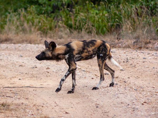 Machaba Deteema Experience Safari Mvr 010 Machaba Deteema Experience Safari Mvr 010