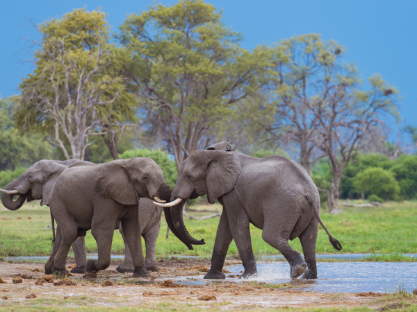 Machaba Web Packages Explorations Destination Variety Biomes Machaba Web Packages Explorations Destination Variety Biomes
