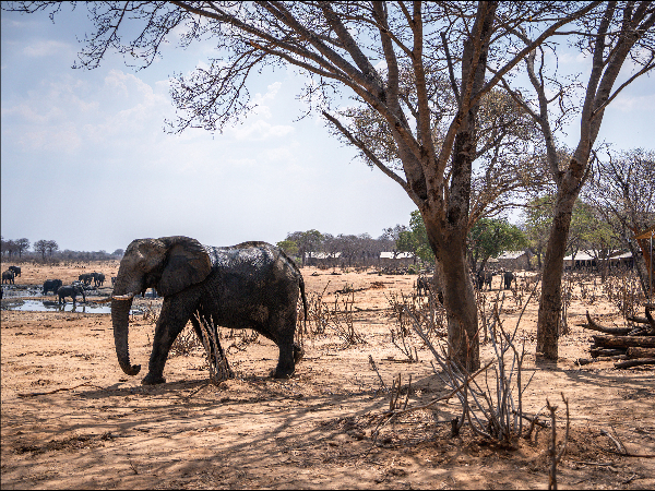 Web Machaba Package Verneys Camp Elephants Tents Watering Hole
