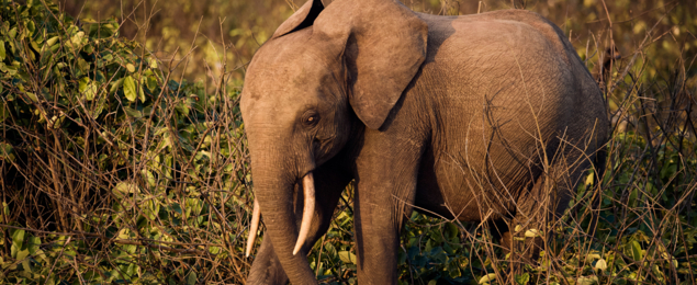 MAMMALS Forest Elephant Calf2