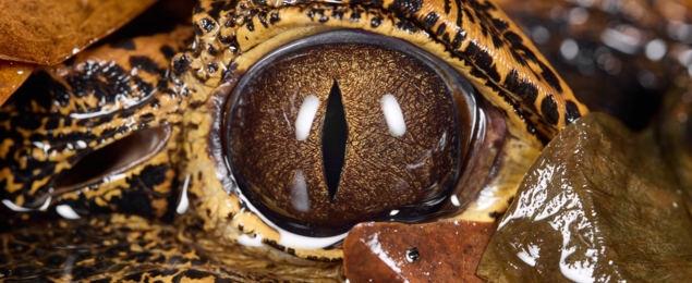 Machaba Wild Machaba Wild Reptiles Dwarf Croc Eye