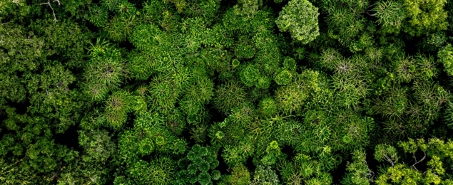 Machaba Wild Machaba Wild Landscape Forest Canopy Aerial