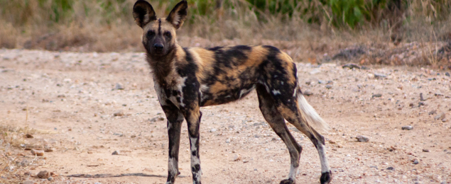 Machaba-south-african-season-wild-dog.jpg Machaba South African Season Wild Dog