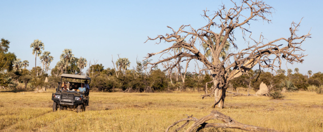 Machaba-south african-season-safari-experience-gomoti.jpg Machaba South African Season Safari Experience Gomoti
