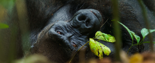 GREAT APES Gorilla Portrait