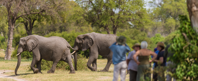 Machaba Web Safari Experience Gallery Elephants Walking Sfari Machaba Web Safari Experience Gallery Elephants Walking Sfari