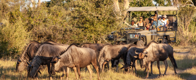 Machaba Gomoti Experience Safari Mvr 024 Machaba Gomoti Experience Safari Mvr 024