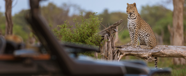 Machaba Web Safari Experience Gallery Leopard Safari Drive Machaba Web Safari Experience Gallery Leopard Safari Drive
