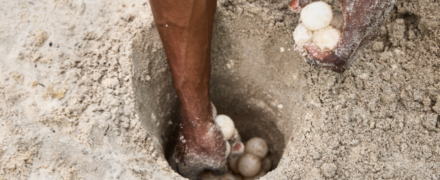 Sea Turtle Egg Relocation