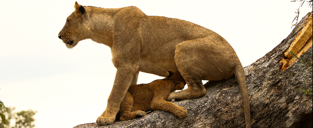 Machaba Web Safari Experience Gallery Lionness Cub Machaba Web Safari Experience Gallery Lionness Cub