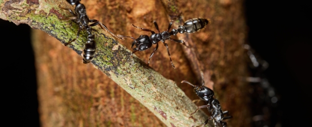 Machaba Wild Machaba Wild Insects Ants Adulterers Tree
