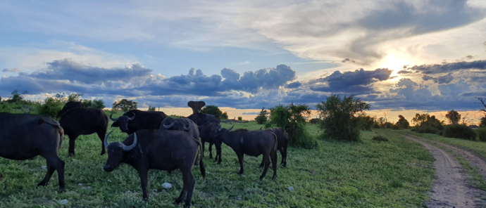 Machaba Botswana Chobe Ngoma Sighting January 2020 Buffalos Machaba Botswana Chobe Ngoma Sighting January 2020 Buffalos