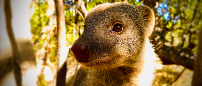 Botswana Okavango Delta Machaba Camp Wildlife Sightings Banded Mongoose Botswana Okavango Delta Machaba Camp Wildlife Sightings Banded Mongoose