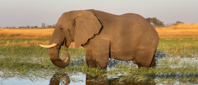 Machaba Safaris Okavango Delta Kiri Camp Wildlife Sightings August 2022 Elephant Through The Channel Machaba Safaris Okavango Delta Kiri Camp Wildlife Sightings August 2022 Elephant Through The Channel