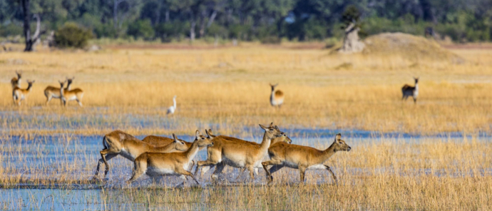 Machaba Monichira Camp Okavango Lechwe Machaba Monichira Camp Okavango Lechwe