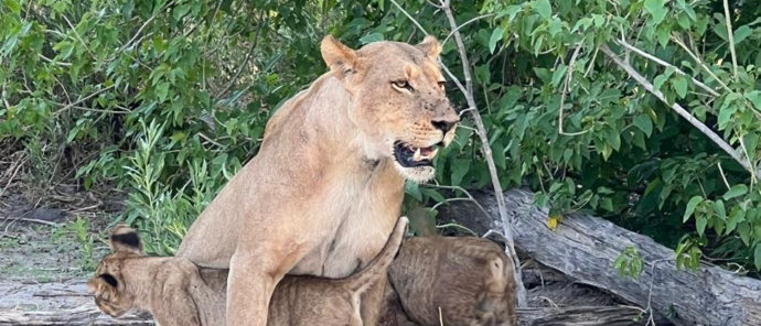Machaba Gomoti Plains Camp November Sightings Lioness And Her Cubs Machaba Gomoti Plains Camp November Sightings Lioness And Her Cubs