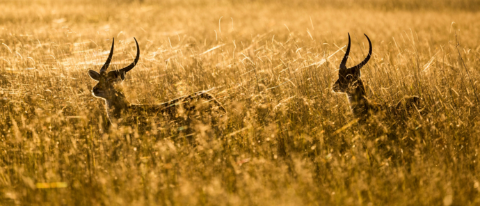 Machaba Monachira Camp Wildlife Sightings May 2025 Antelope In Tall Grass