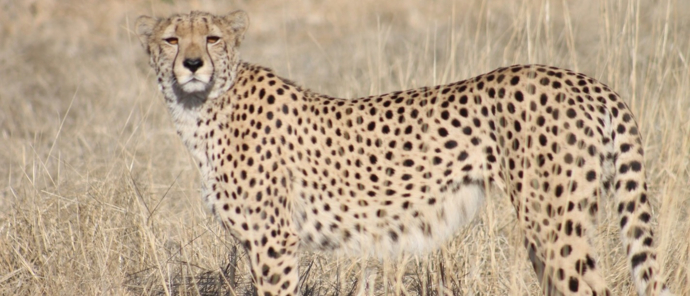 Machaba Deteema Springs Camp Wildlife Sightings August 2025 Cheetah Spotted In Hwange Machaba Deteema Springs Camp Wildlife Sightings August 2025 Cheetah Spotted In Hwange