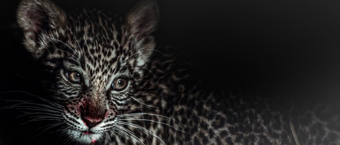 Machaba Camp Wildlife Sightings February 2026 Leopard Cub