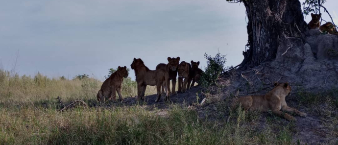 Machaba Safaris Botswana Okavango Delta Kiri Camp Wildlife Sightings April 2023 Pride Of Lions Machaba Safaris Botswana Okavango Delta Kiri Camp Wildlife Sightings April 2023 Pride Of Lions