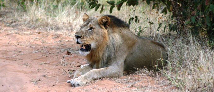 A male lion finds shade in Chobe National Park. A male lion finds shade in Chobe National Park.