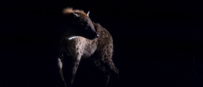 Gomoti Plains Wildlife Sightings Hyena Night Drive Gomoti Plains Wildlife Sightings Hyena Night Drive