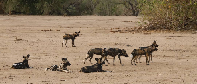 Willdife Sightings Mana River Camp Zimbabwe September 2024 Wild Dogs Willdife Sightings Mana River Camp Zimbabwe September 2024 Wild Dogs