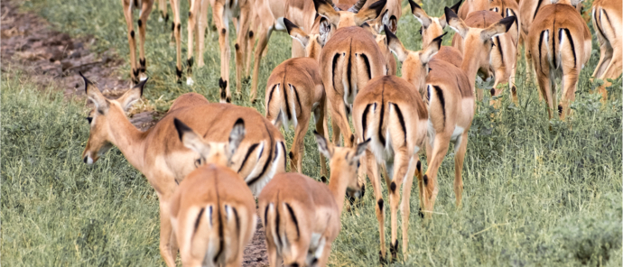 Machaba Safaris   Ngoma Safari   Wildlife Stories   May 2025   Impala Machaba Safaris   Ngoma Safari   Wildlife Stories   May 2025   Impala