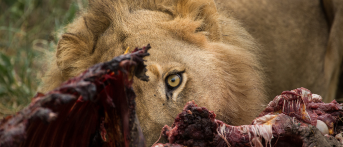 Machaba Gomoti Plains Camp Wildlife Sightings May 2026 Male Lion Feeding