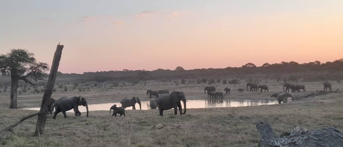 Machaba Verneys Camp Wildlife Sightings June 2026 Elephant Herd Near Verneys Camp