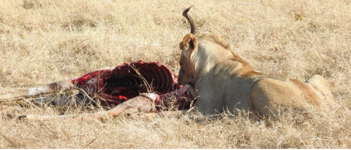 Machaba Verneys Camp Wildlife Sightings August 2026 Lioness Feeding On Impala