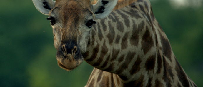 Machaba Deteema Springs Wildlife Sightings April Giraffe Portrait Machaba Deteema Springs Wildlife Sightings April Giraffe Portrait