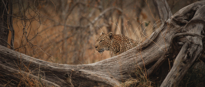 Botswana Okavango Delta Machaba Camp Leopard Shadow Botswana Okavango Delta Machaba Camp Leopard Shadow