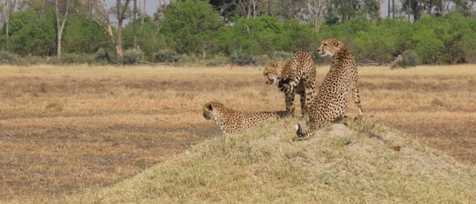 Machaba Safaris Okavango Delta Sightings July Cheetah Termite Mound Machaba Safaris Okavango Delta Sightings July Cheetah Termite Mound