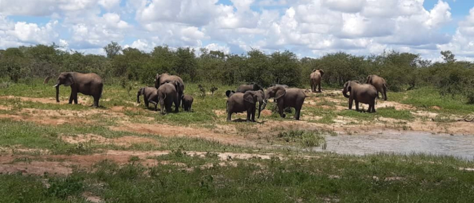 Machaba Verneys Wildlife Sightings January 2025 Elephants Drinking Machaba Verneys Wildlife Sightings January 2025 Elephants Drinking