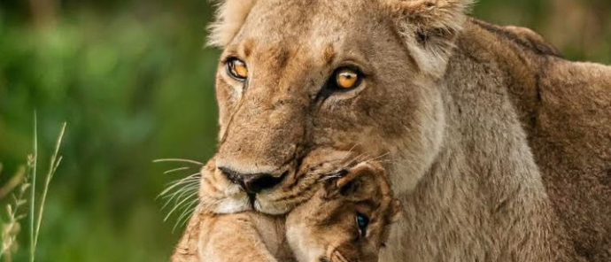 Lioness carrying her cub across the plains. Lioness carrying her cub across the plains.