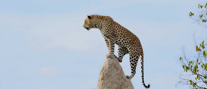 Machaba Kiri Camp Wildlife Sightings July 2025 Leopard On Termite Mound Machaba Kiri Camp Wildlife Sightings July 2025 Leopard On Termite Mound