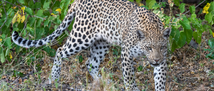 Machaba Kiri Camp Wildlife Sightings February 2026 Leopard In The Bush