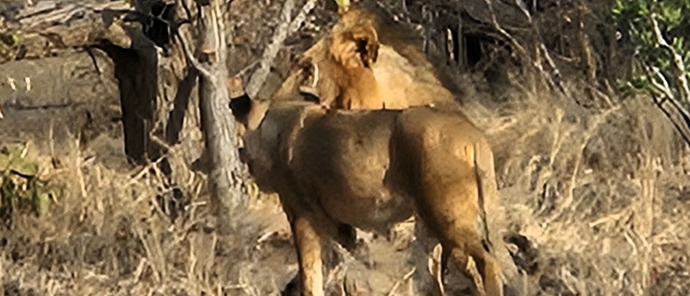 Lions 1