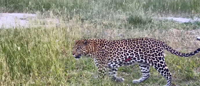 Botswana Okavango Delta Machaba Camp Wildlife Stories Feb 2022 Leopard Botswana Okavango Delta Machaba Camp Wildlife Stories Feb 2022 Leopard