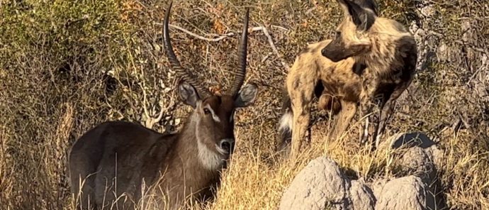 Machaba Safaris Botswana Okavango Delta Machaba Camp Wild Dod Waterbuck Machaba Safaris Botswana Okavango Delta Machaba Camp Wild Dod Waterbuck