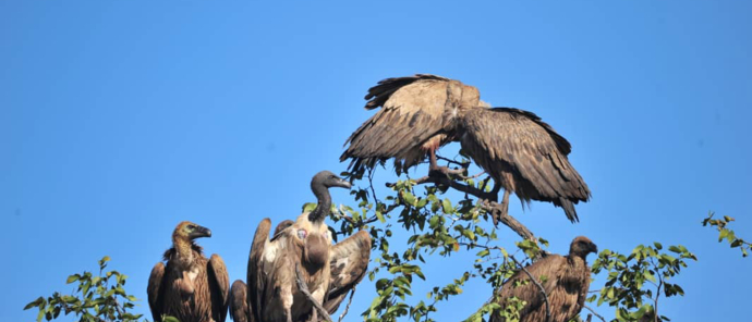 Machaba Deteema Springs Wildlife Sighting Vultures Machaba Deteema Springs Wildlife Sighting Vultures