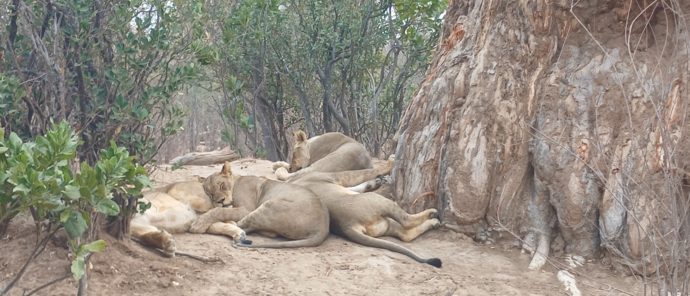 Lions Ingwe Pan.jpg Lions Ingwe Pan.jpg